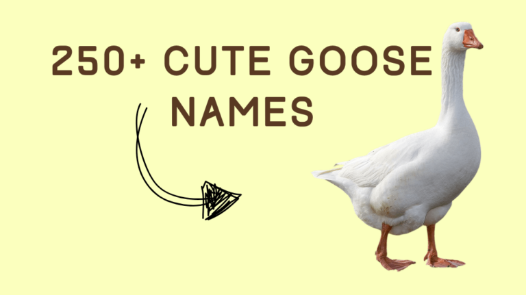 250+ Cute Goose Names