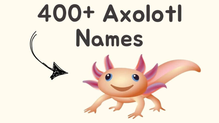 400+ Axolotl Names Best, Funny, Cool and Unique