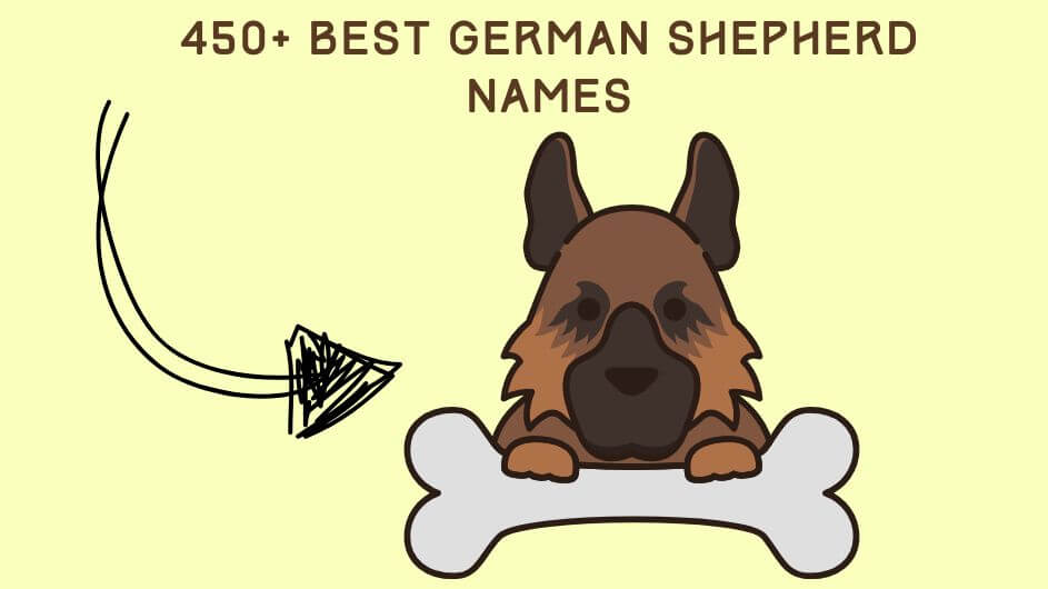 450+ Best German Shepherd Names