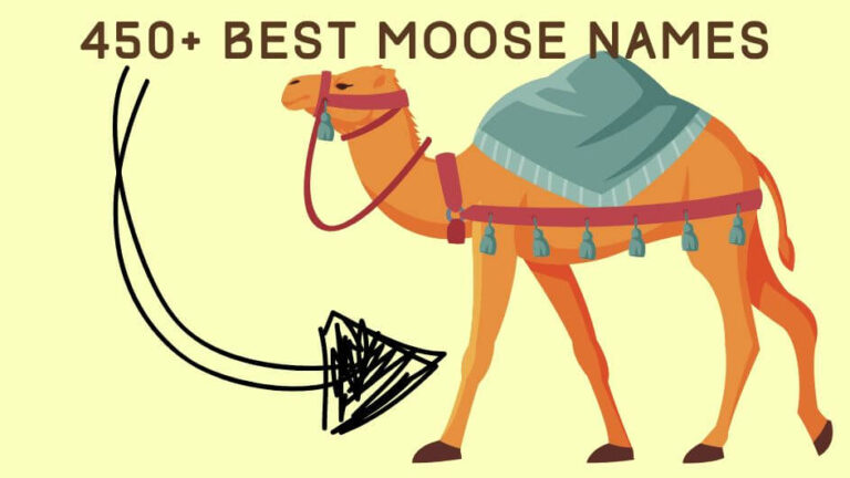 450+ Camel names: Unique, funny, wild, and desert-inspired