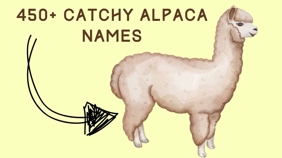 450+ Catchy Alpaca Names – Cute, Funny & Meaningful Ideas