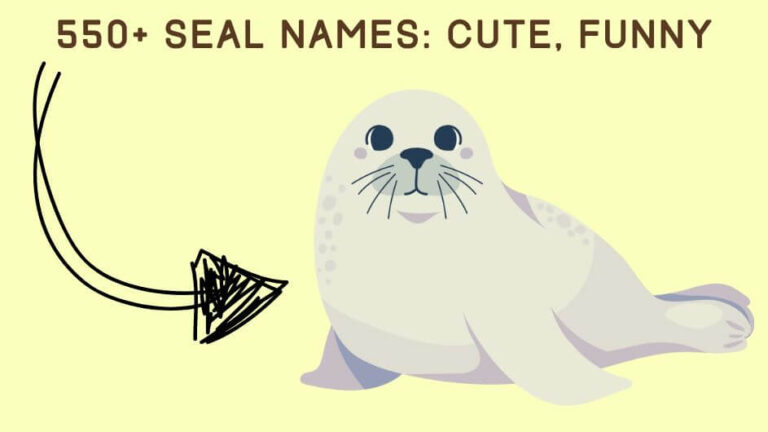 550+ Seal Names Cute, Funny, Marine Options for Pinnipeds