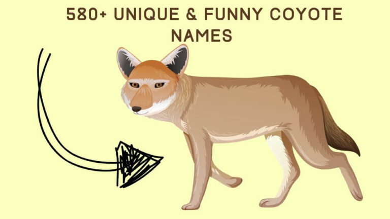 580+ Unique & Funny Coyote Names