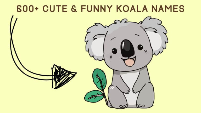 600+ Cute & Funny Koala Names