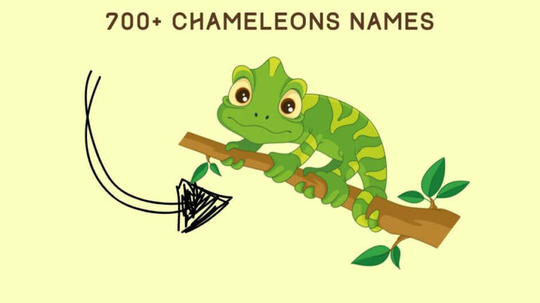 700+ Chameleons Names