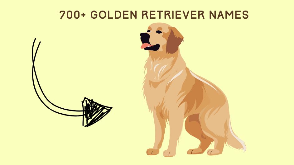 700+ Golden Retriever Names