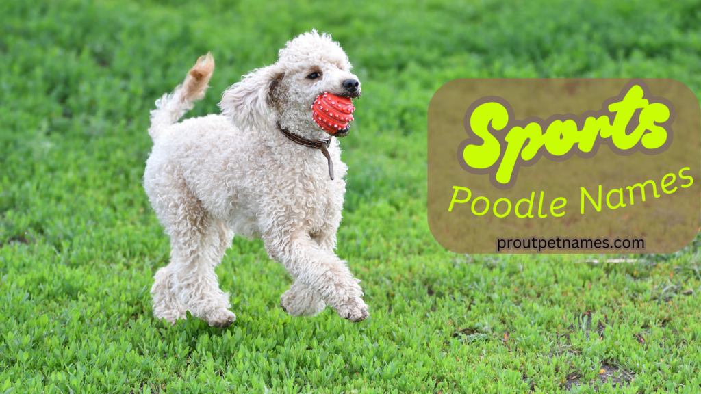 Sports Poodle Names
