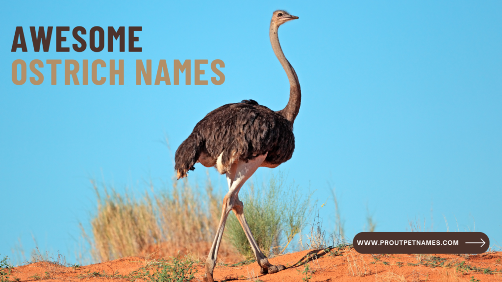 Awesome Ostrich Names
