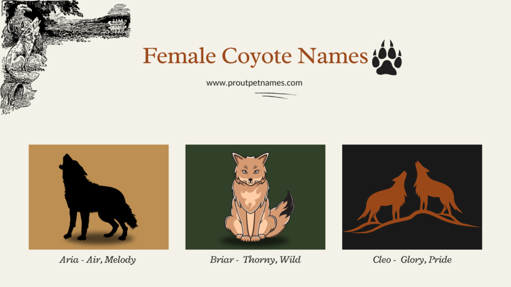 Female Coyote Names
