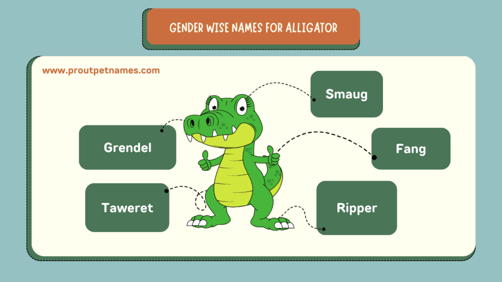 Gender Wise Names for Alligator
