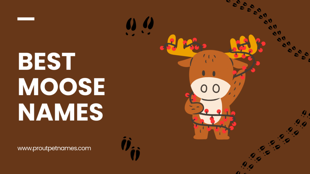 Best Moose Names