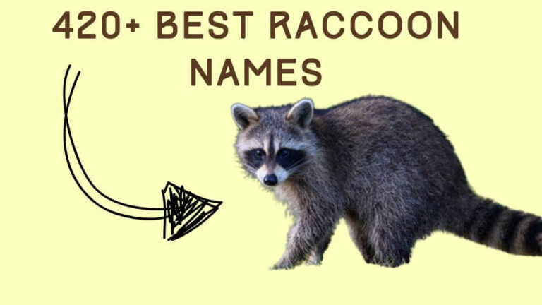 Best Raccoon Names 420+ Cute, Funny, and Cool Ideas