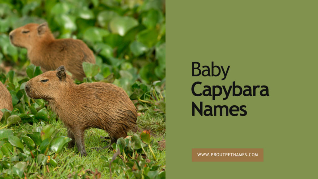 Baby Capybara Names