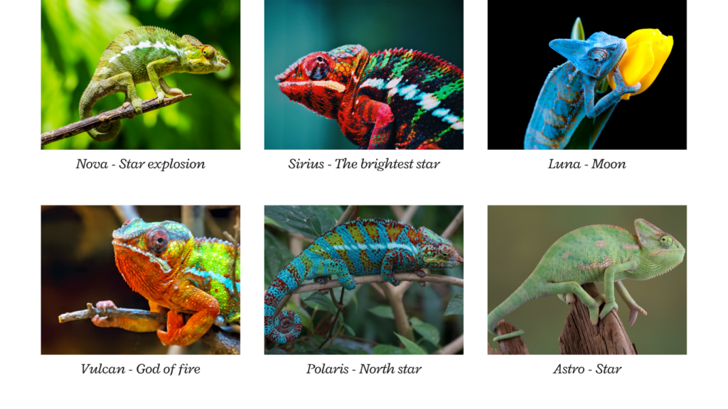 Chameleon Starlit Names 
