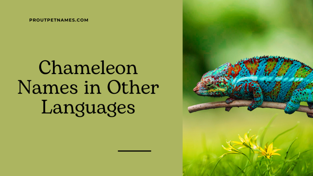 Chameleon Names in Other Languages
