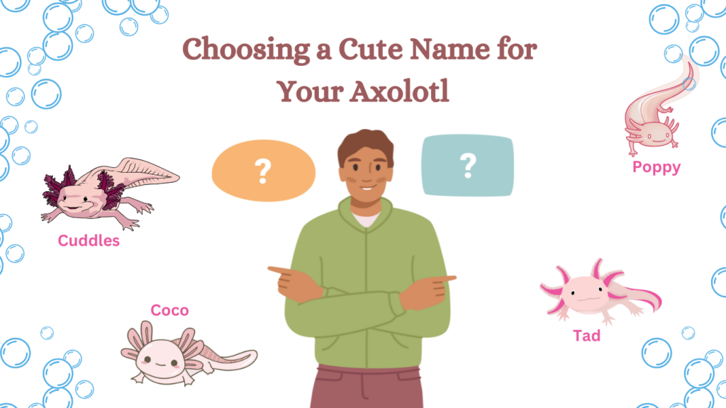 Choosing a Cute Name for 
Your Axolotl