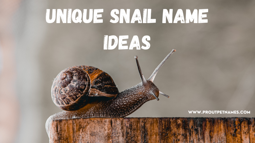 Unique Snail Name Ideas
