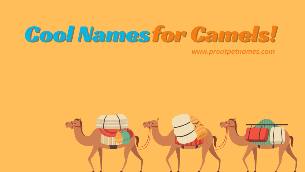 Cool Names for Camels
