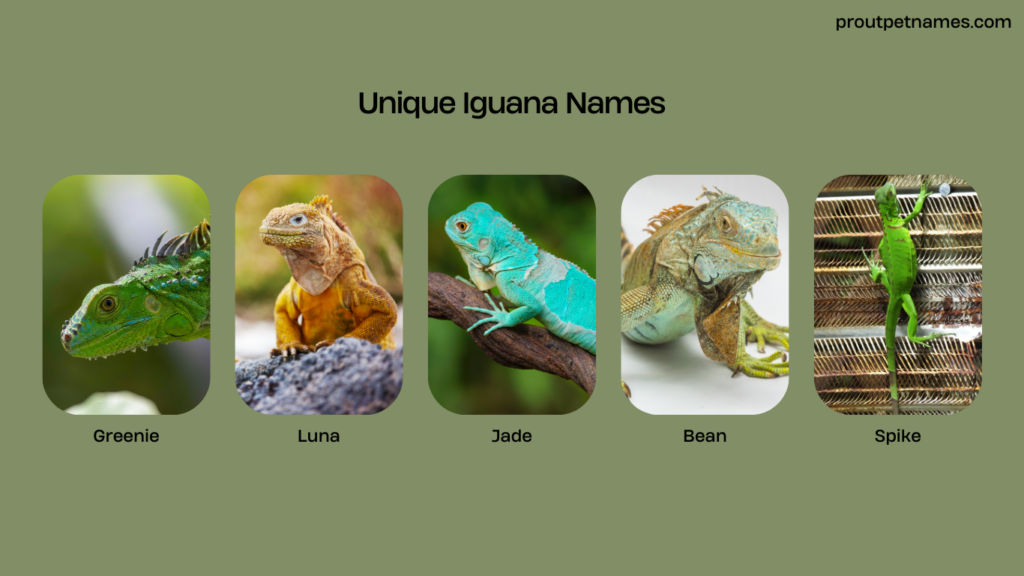 Unique Iguana Names
