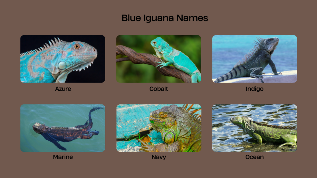 Blue Iguana Names
