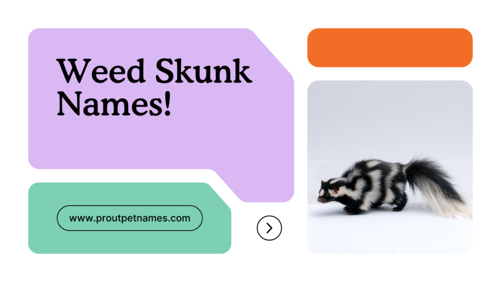 Weed Skunk Names
