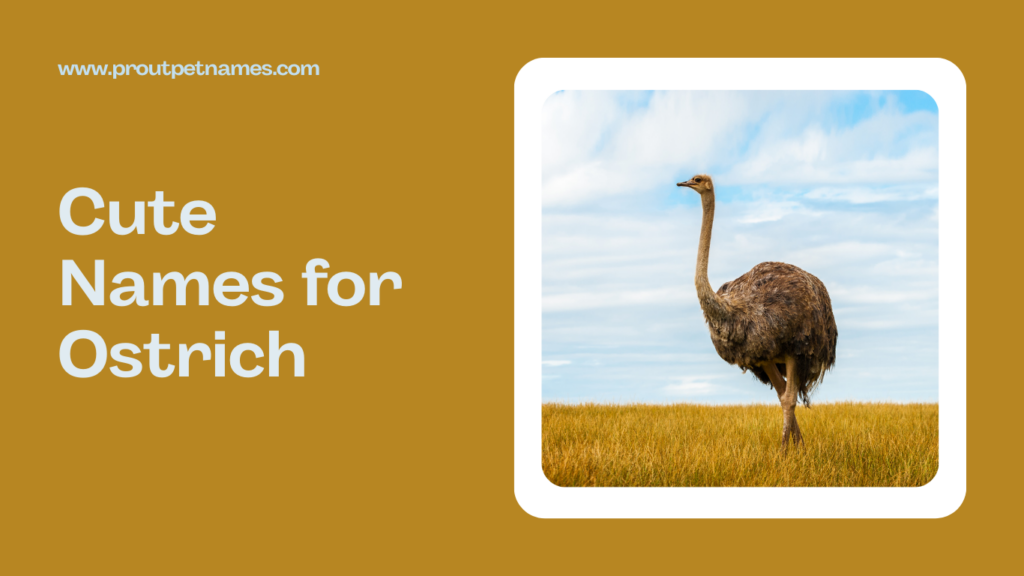 Cute Names for Ostrich