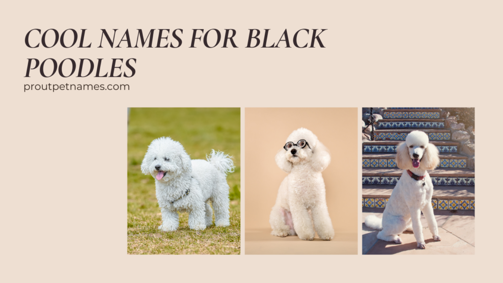 Cool Names for Black Poodles
