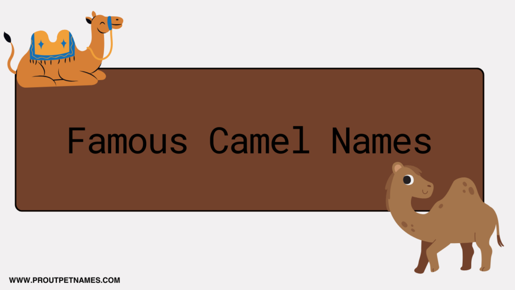 Famous Camel Names
