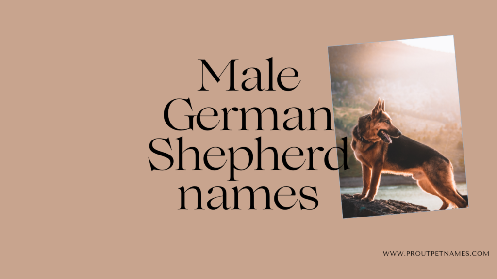 Male German Shepherd names
