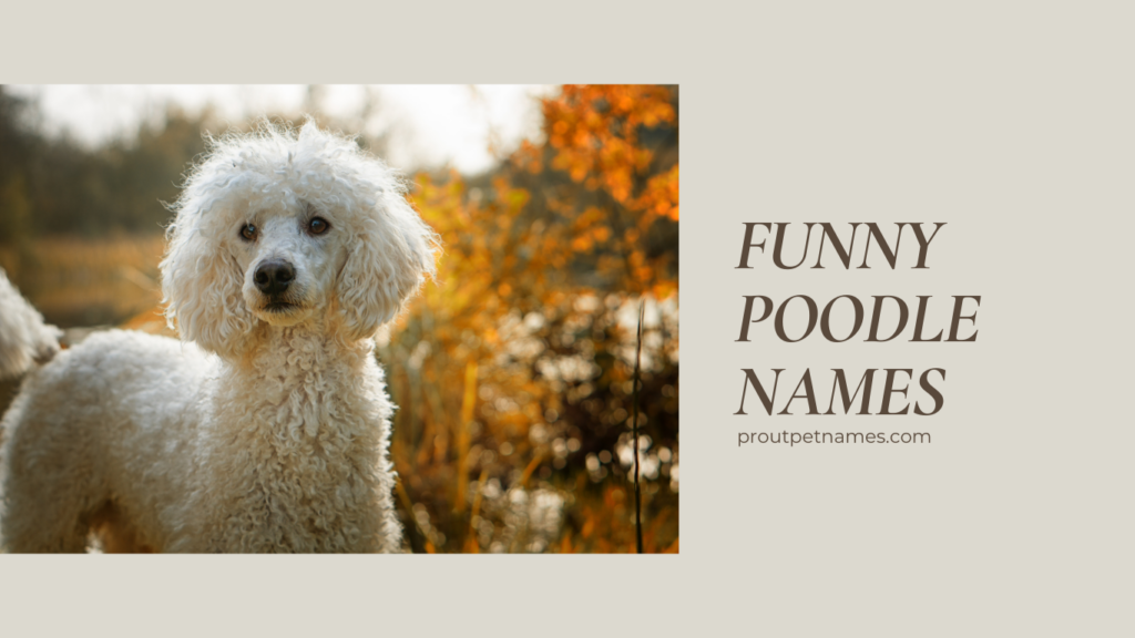 Funny Poodle Names