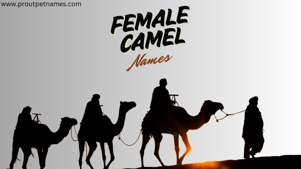 Female Camel Names
