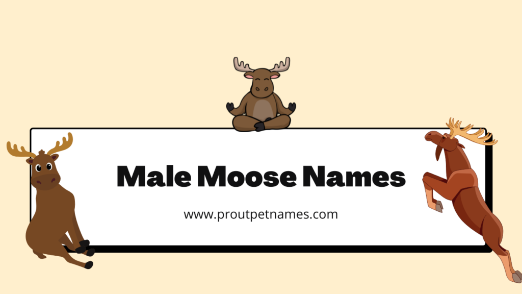 Male Moose Names
