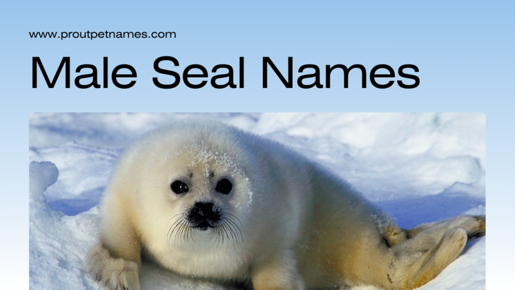 Male Seal Names
