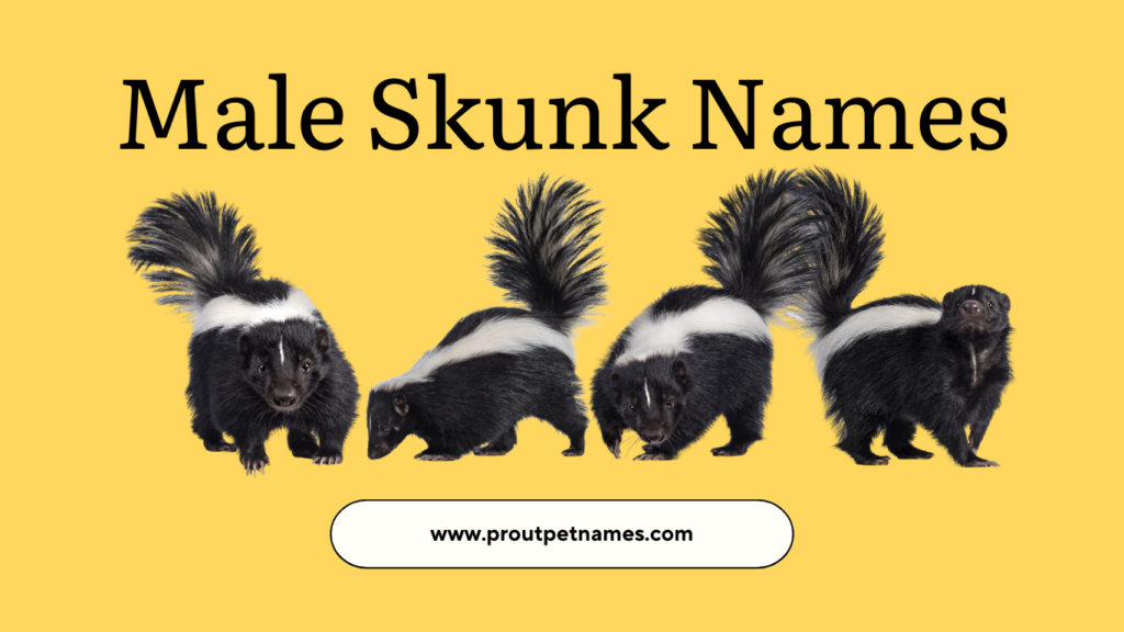 Male Skunk Names
