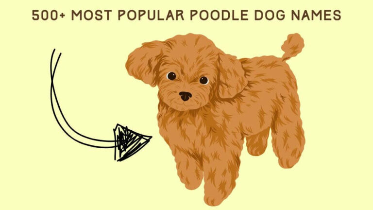 Most Popular Poodle Dog Names – 500+ Cute & Classy Picks