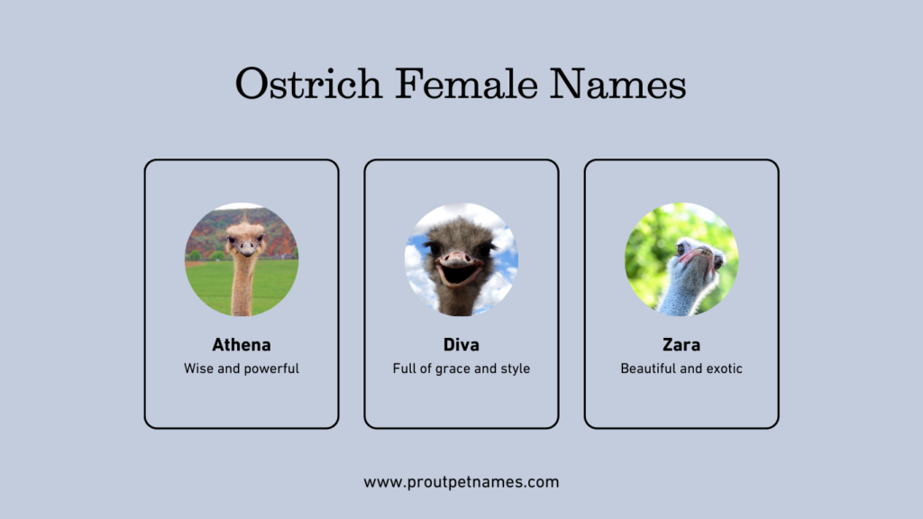 Ostrich Female Names
