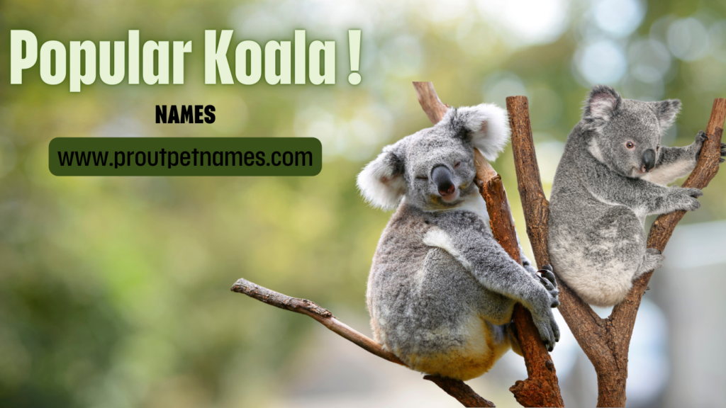 Popular Koala Names
