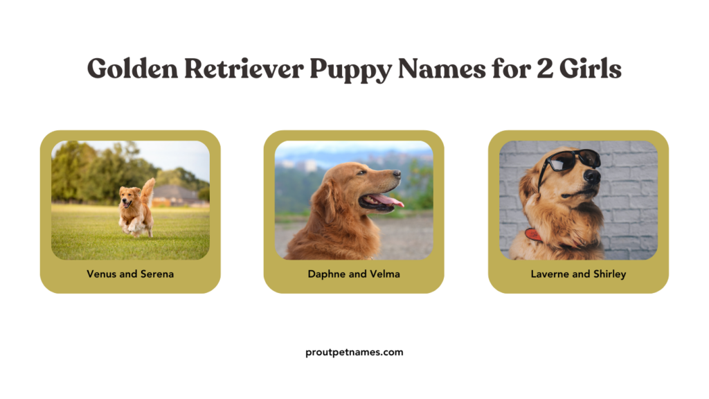 Golden Retriever Puppy Names for 2 Girls
