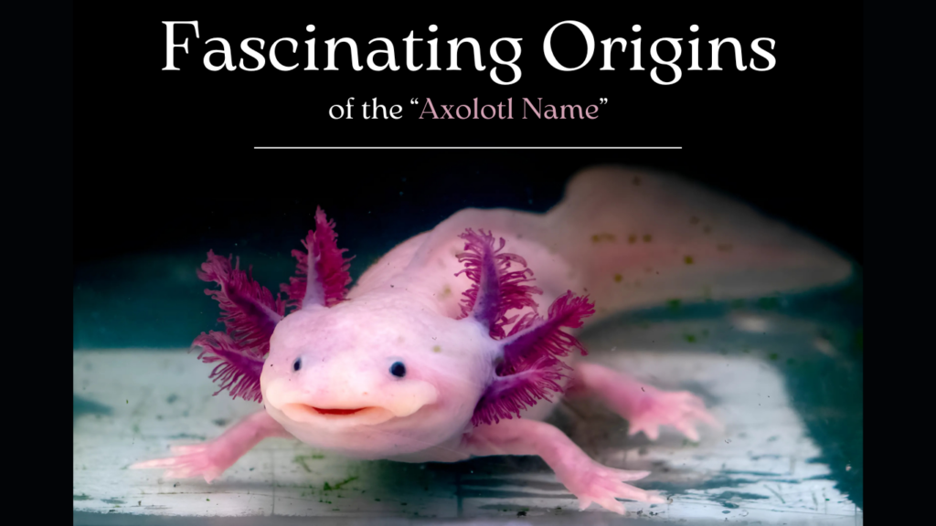 The Fascinating Origins of the “Axolotl Name”