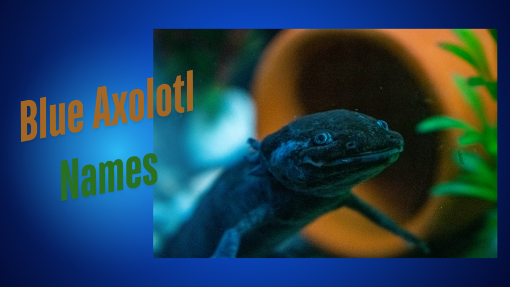 Trending Blue Axolotl Names
