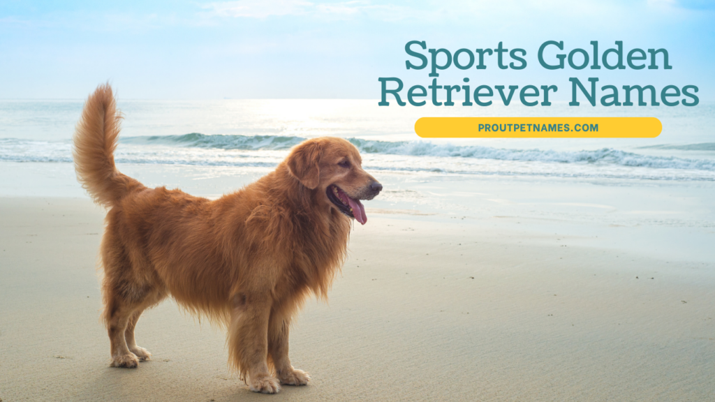 Sports Golden Retriever Names