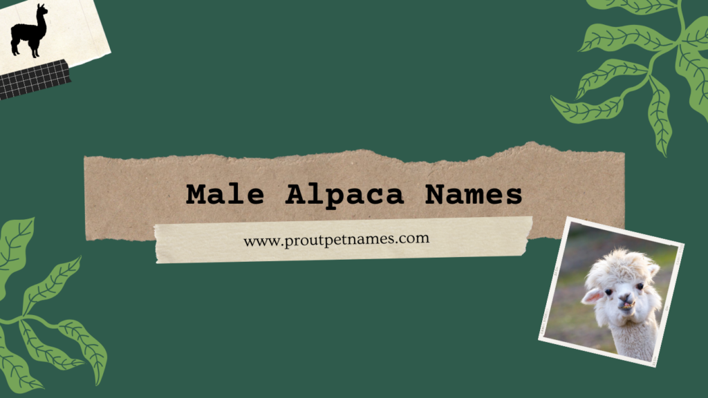 Male Alpaca Names
