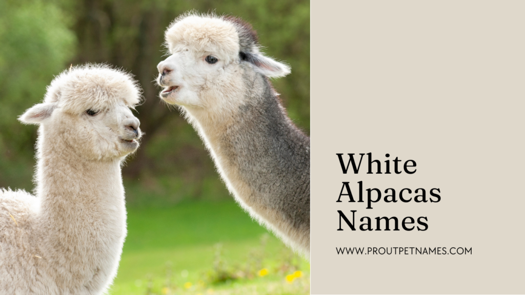 White Alpacas Names