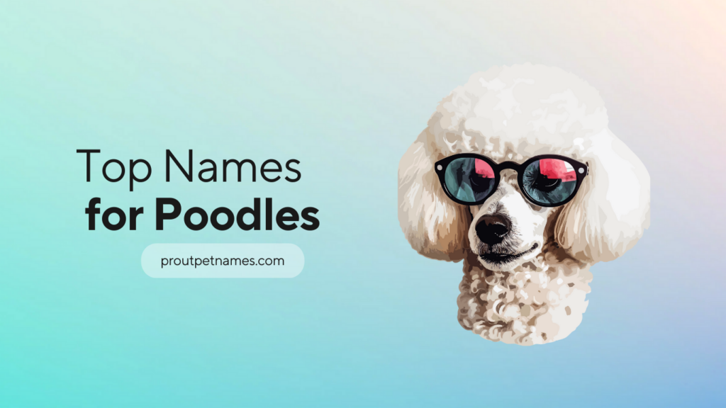 Top Names for Poodles
