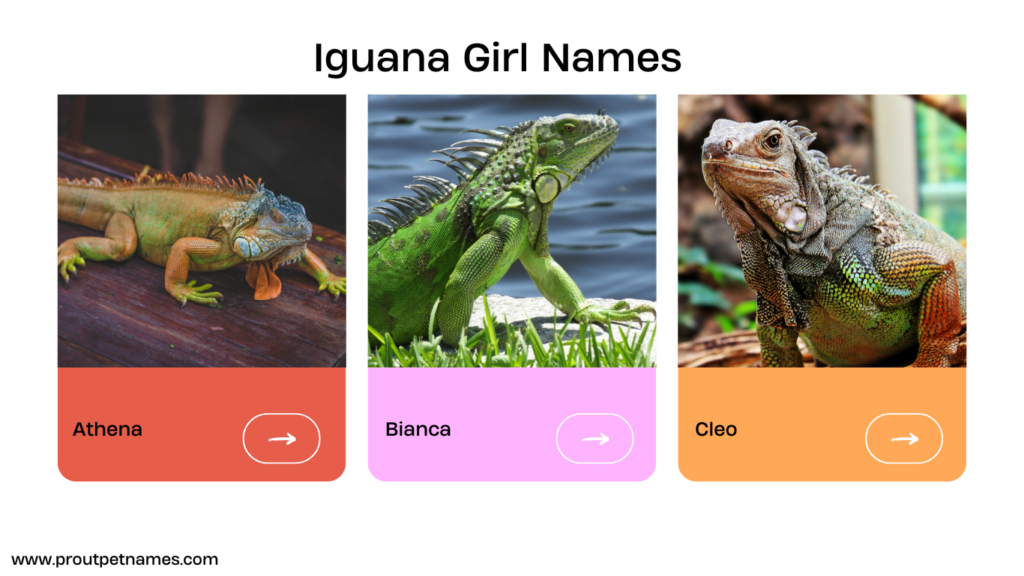 Iguana Girl Names
