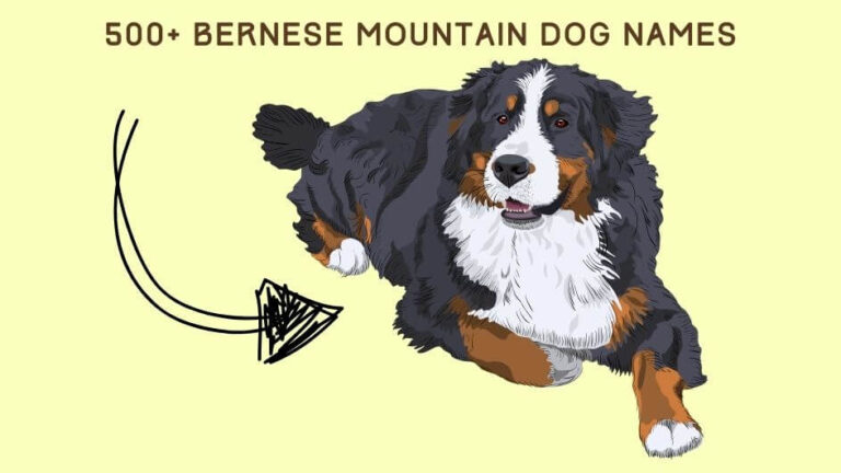 500+ Bernese Mountain Dog Names – Popular & Cuddly Ideas